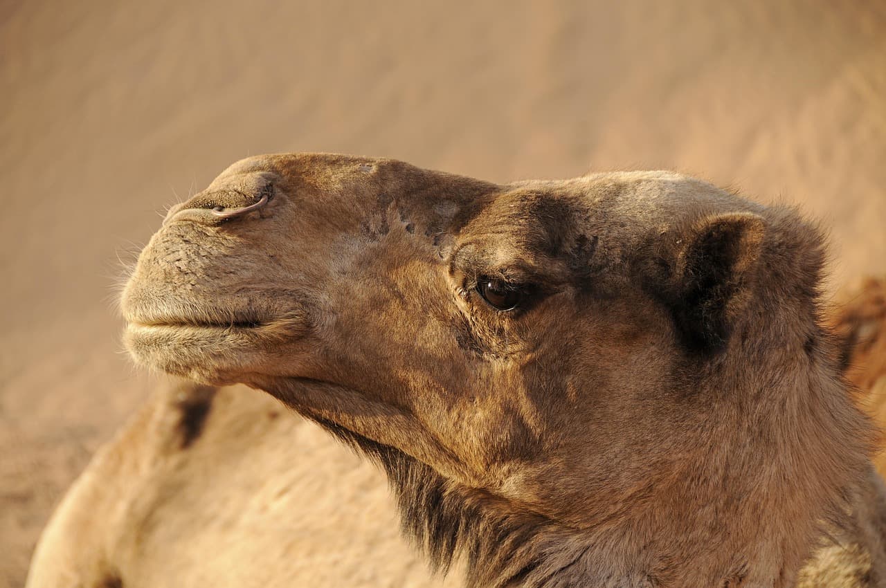 Morocco Trip 🐪 - 5